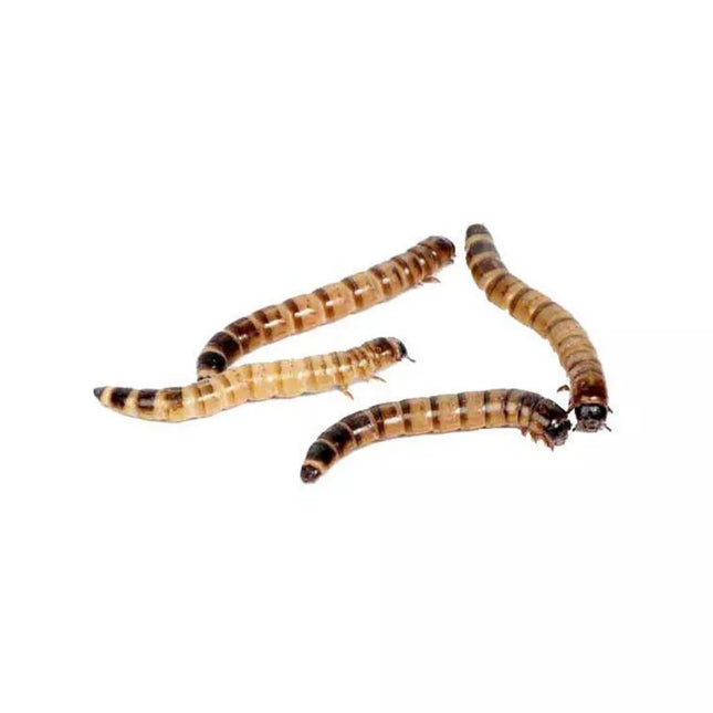 Live food for reptiles for zoophobes