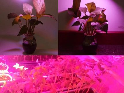 5W Augalų auginimo lempa