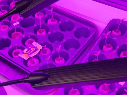 Augalų Auginimo Lempa 315LED