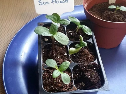 Plant markers, 10 pcs.