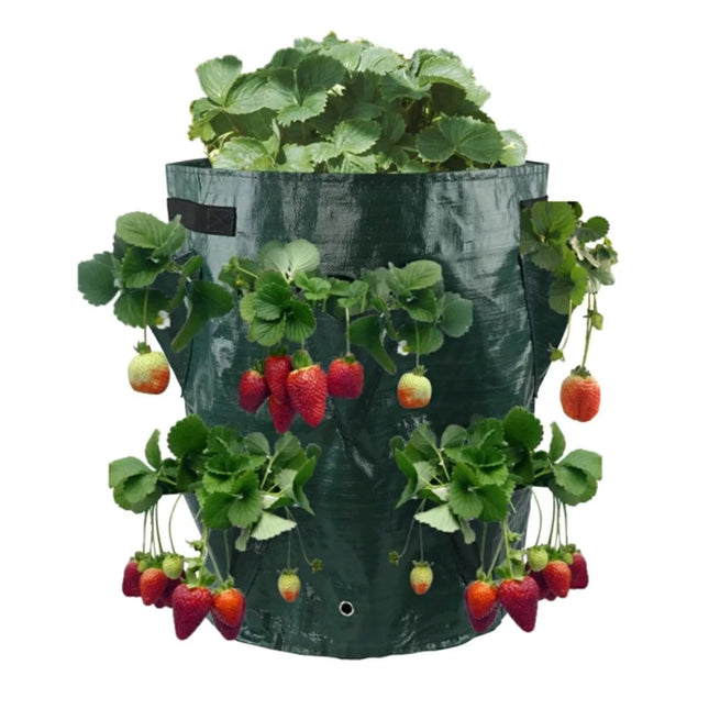 Braškių sodinimo maišas