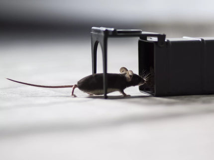 Humane Rodent Trap