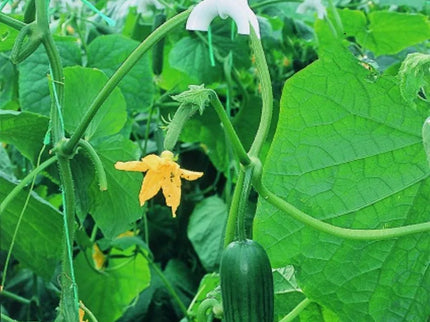 Cucumber Hooks, 10 pcs.