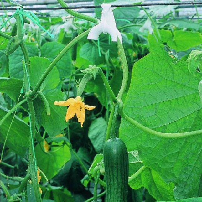 Cucumber Hooks, 10 pcs.