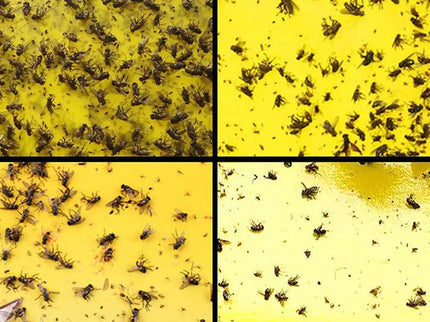 Lipnus spąstai vabzdžiams