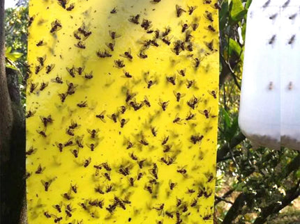 Lipnus spąstai vabzdžiams