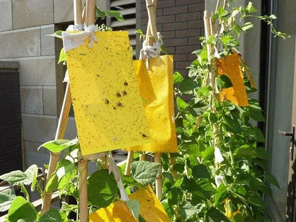 Lipnus spąstai vabzdžiams