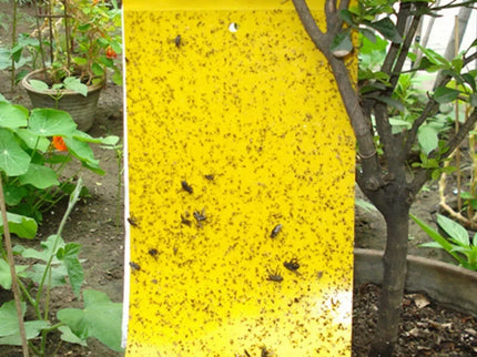 Lipnus spąstai vabzdžiams