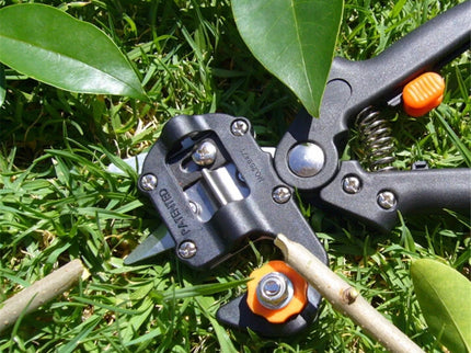 Medelių skiepijimo sekatorius