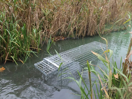 Narvas, spąstai, gaudyklė su kamera jaukui