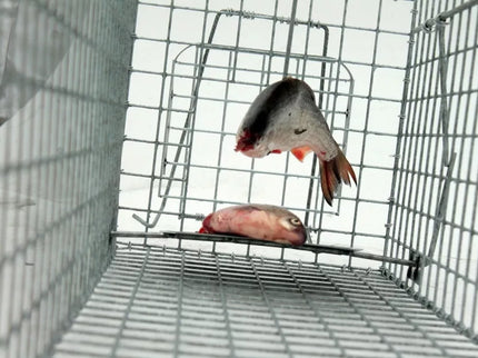 Narvas, spąstai, gaudyklė su kamera jaukui