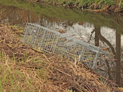 Narvas, spąstai, gaudyklė su kamera jaukui