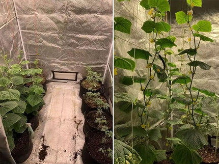 Palapinė Augalams "Grow tent"