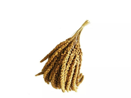 Millet Spikes for Birds Panico in Spiga 1 kg