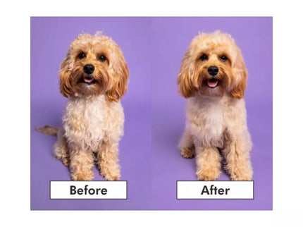 Pet Teezer Pet Hair Brush for Animals Detangling & Dog Grooming Brush Small, Purple