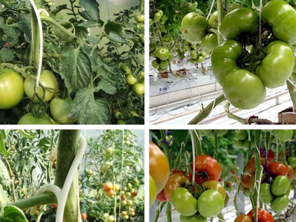 Plastic Tomato Hooks, 50 Count