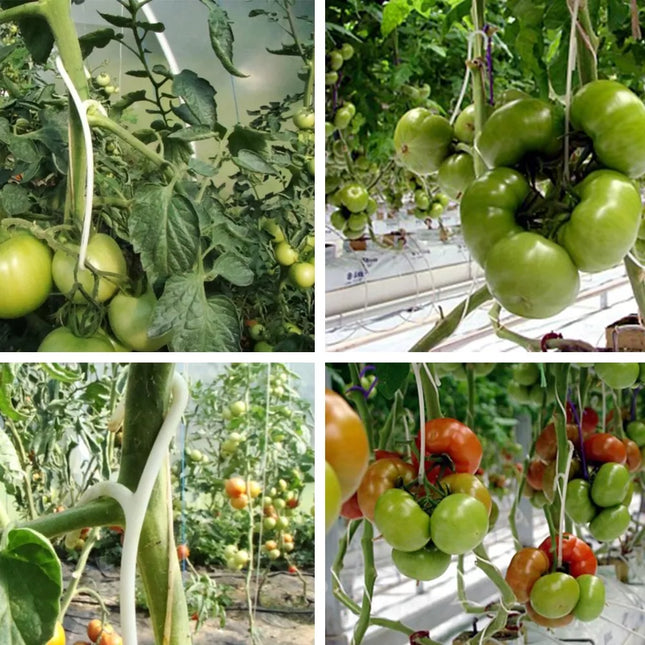 Plastic Tomato Hooks, 50 Count