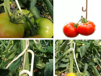 Plastic Tomato Hooks, 50 Count