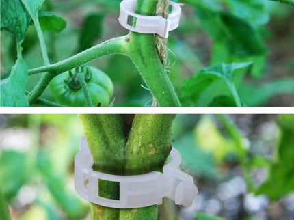 Pomidorų segtukai, 50 vnt.