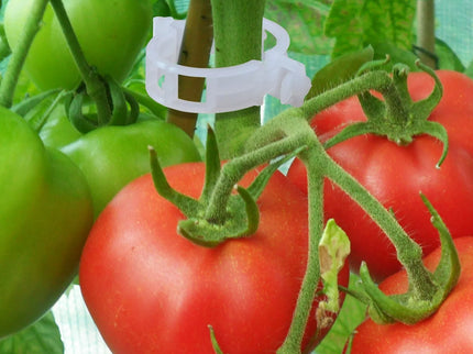 Pomidorų segtukai, 50 vnt.