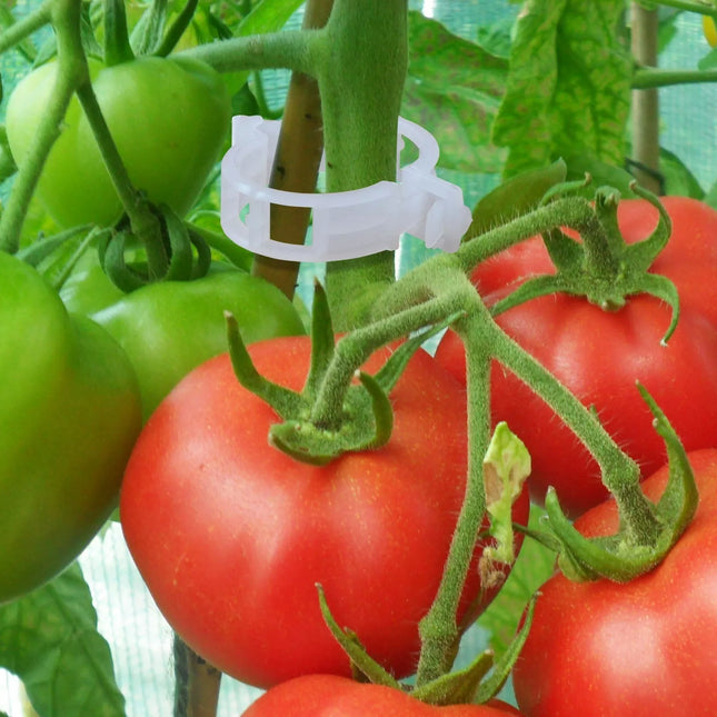 Tomato Clips, 50 Pcs.