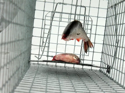 Profesionalus Narvas spąstai 80x34x34 Cm HARDY