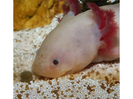 JBL ProNovo Lotl Grano M food for axolotls 250 ml