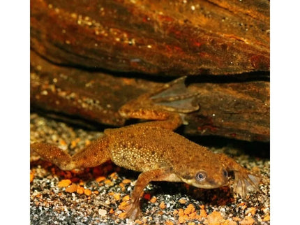 JBL ProNovo Lotl Grano M food for axolotls 250 ml