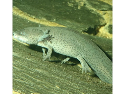 JBL ProNovo Lotl Grano M food for axolotls 250 ml