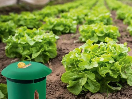 Šliužų gaudyklės, 2 vnt.