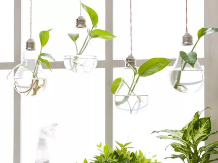 Stiklinė lemputė - terariumas
