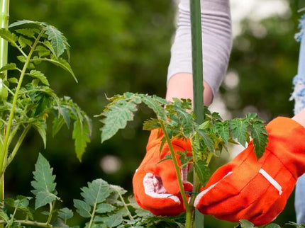 Stulpelio atrama augalams, 10vnt.