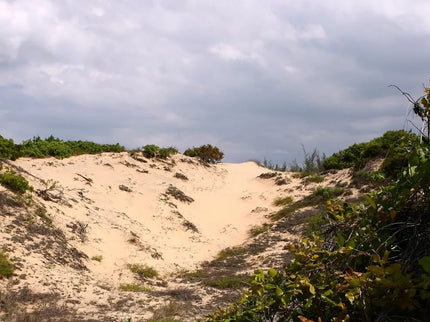 JBL TerraSand Natural Yellow Sand for Terrariums 7.5 kg