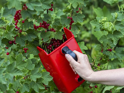 Uogų skynimo šukos