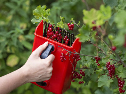 Uogų skynimo šukos