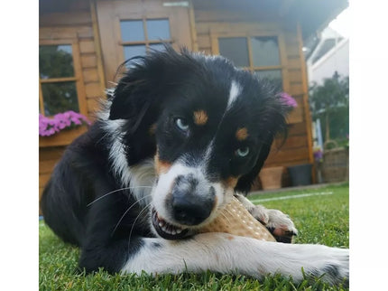 Žaislas šunims guminis žemės riešutas, 11 cm